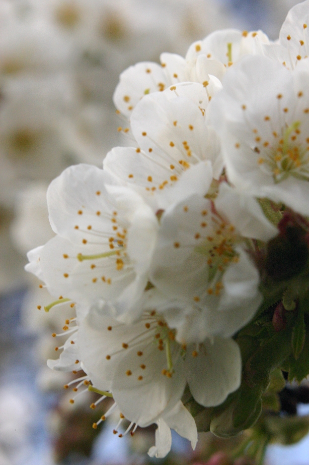 20110412185624_k-schrebergarten 020.jpg